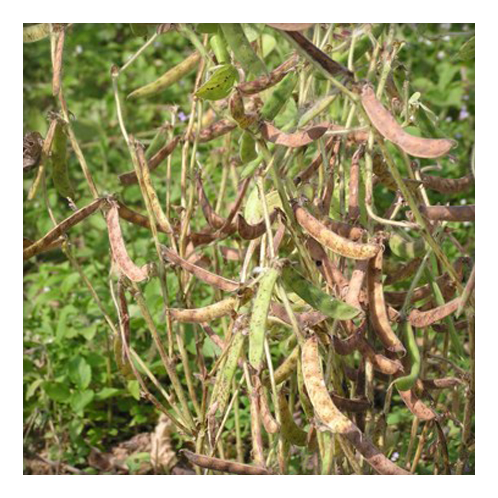 buy-ekgaon-organic-horse-gram-1-kg-buy-horse-gram-shophealthy-in